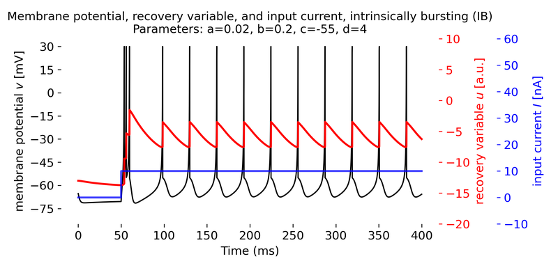 Intrinsically bursting (IB) neuron simulated using the Izhikevich model.